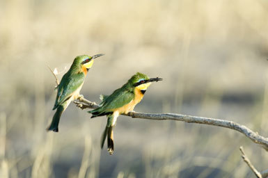 Image of Little Bee-eater