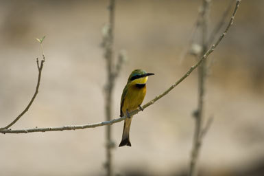 Image of Little Bee-eater