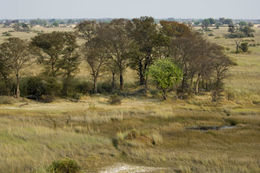 Imagem de Colophospermum mopane (Benth.) Leonard