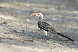 Image of Southern Red-billed Hornbill