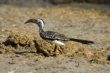 Image of Southern Red-billed Hornbill