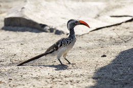 Image of Southern Red-billed Hornbill