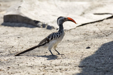 Image of Southern Red-billed Hornbill