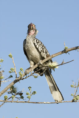 Image of Southern Red-billed Hornbill