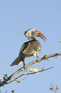 Image of Southern Red-billed Hornbill