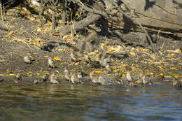 Image of Red-billed Quelea