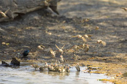 Image of Red-billed Quelea