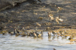 Image of Red-billed Quelea