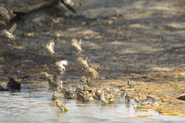 Image of Red-billed Quelea