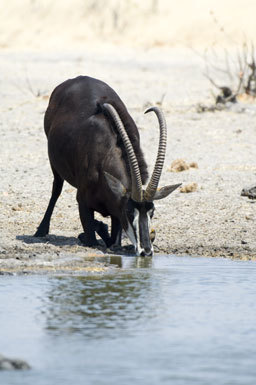 Hippotragus niger (Harris 1838) resmi