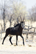 Image of Sable Antelope