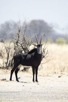 Hippotragus niger (Harris 1838) resmi