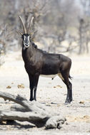 Image of Sable Antelope