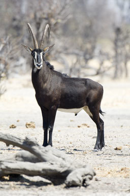 Hippotragus niger (Harris 1838) resmi