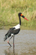 Ephippiorhynchus senegalensis (Shaw 1800) resmi