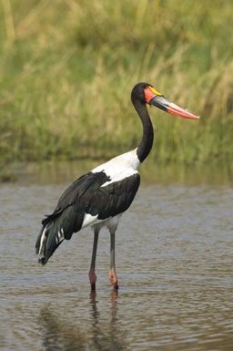 Ephippiorhynchus senegalensis (Shaw 1800) resmi