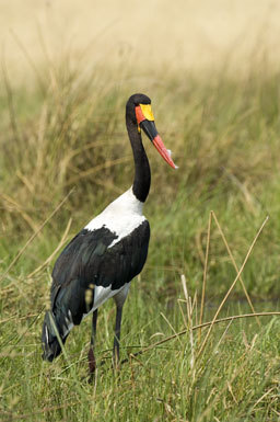 Image of Saddle-billed Stork