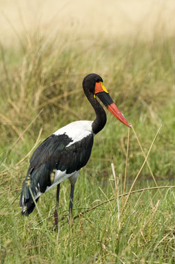 Ephippiorhynchus senegalensis (Shaw 1800) resmi