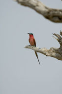 Image of Southern Carmine Bee-eater