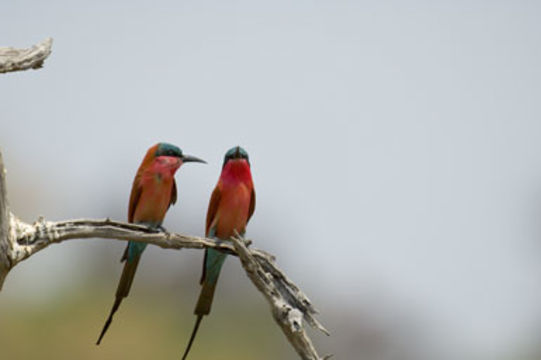 Merops nubicoides Des Murs & Pucheran 1846 resmi