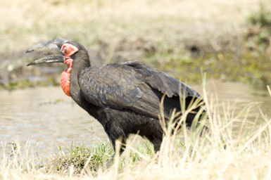 Bucorvus leadbeateri (Vigors 1825) resmi