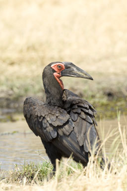 Image of Southern Ground Hornbill