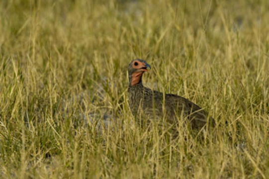 Image of Swainson's Spurfowl