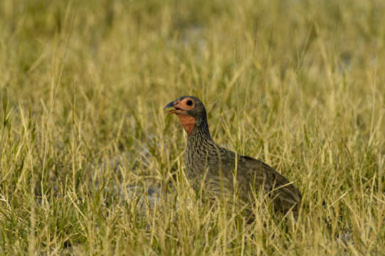 Image of Swainson's Spurfowl