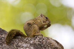 Image of Smith's Bush Squirrel