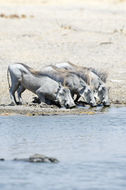 Image of Common Warthog