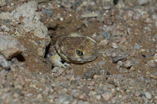 Image of Ptenopus garrulus (Smith 1849)