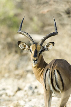 Siyah yüzlü impala resmi