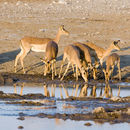 Image of Black-faced Impala