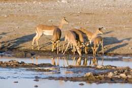 Image of Black-faced Impala