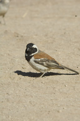 Image of Cape Sparrow