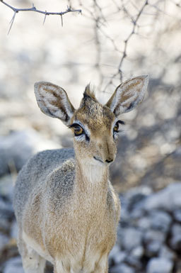 Image of Damara Dikdik