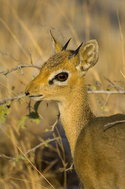 Image of Damara Dikdik