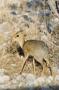 Image of Damara Dikdik