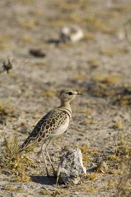 Image of Double-banded Courser