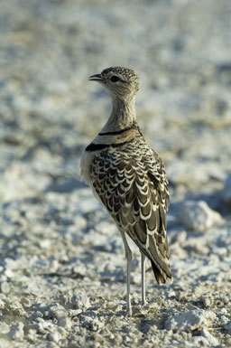 Image of Double-banded Courser