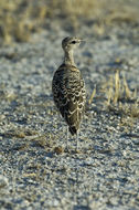 Image of Double-banded Courser