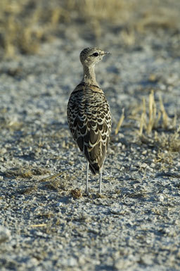 Image of Double-banded Courser