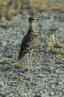 Image of Double-banded Courser