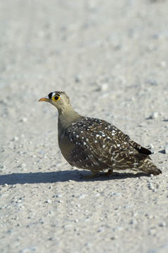 Image of Double-banded Sandgrouse