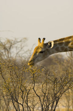 Plancia ëd <i>Giraffa camelopardalis giraffa</i>