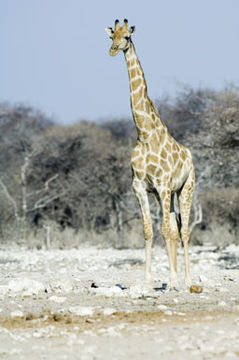 Image of South African Giraffe