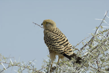 Image of Greater Kestrel