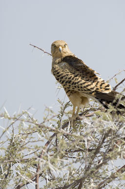 صورة Falco rupicoloides Smith & A 1829