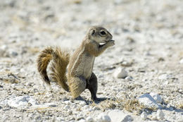 Image of Cape Ground Squirrel