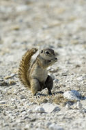 Image of Cape Ground Squirrel